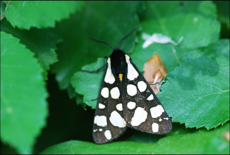 arctia villica?2